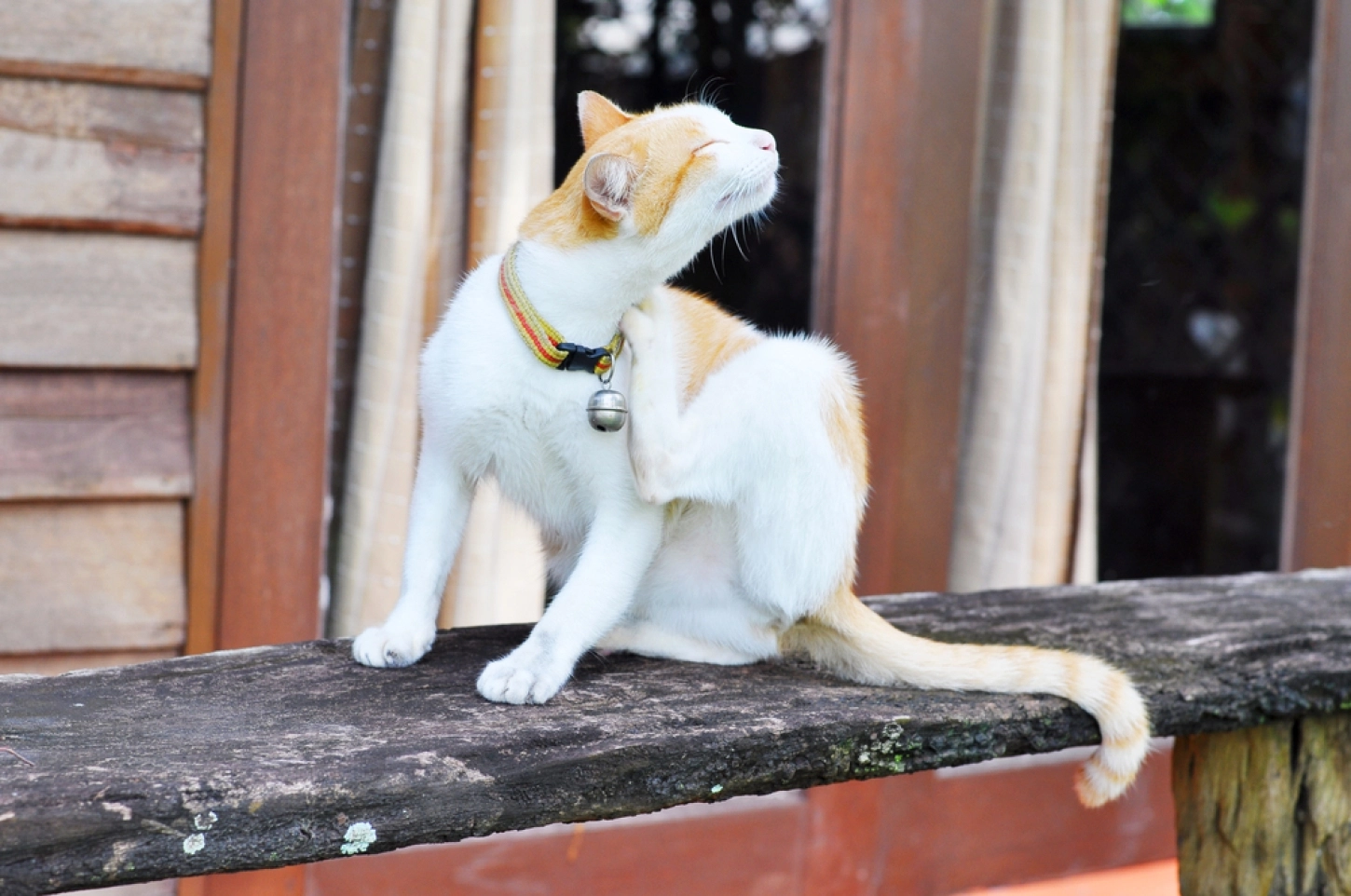 Een kat heeft jeuk door een parasiet en krabt zichzelf in de nek.